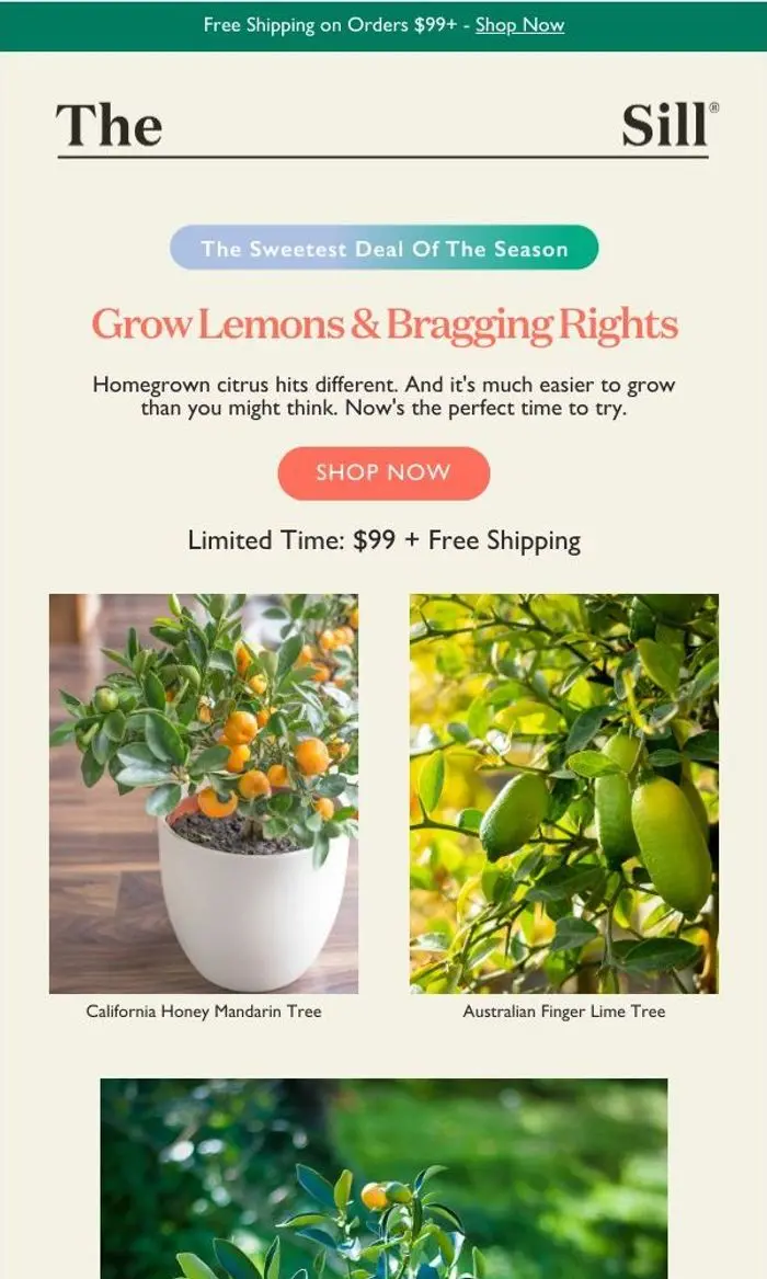 The Sill: Lemon Trees only $99 + free shipping