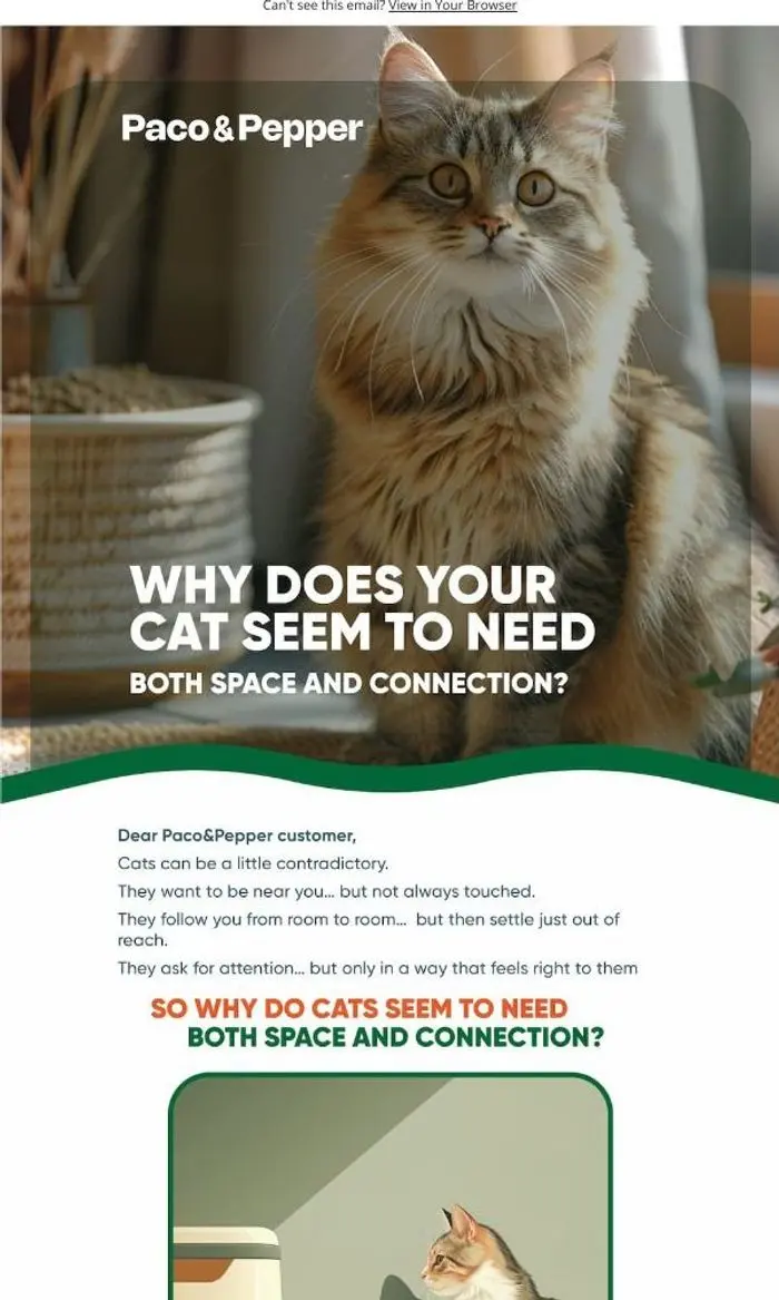 Paco & Pepper: The Secret to a Happy Cat: Space & Love!