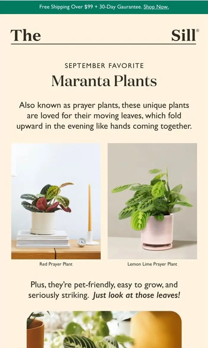 The Sill: Meet the houseplant that moves 🪩🕺