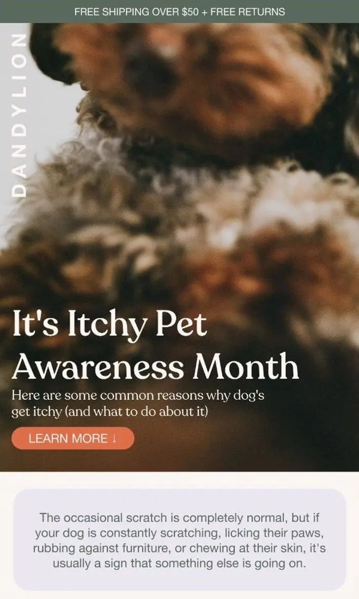 Dandylion: Why dogs get itchy (and it's not always allergies)