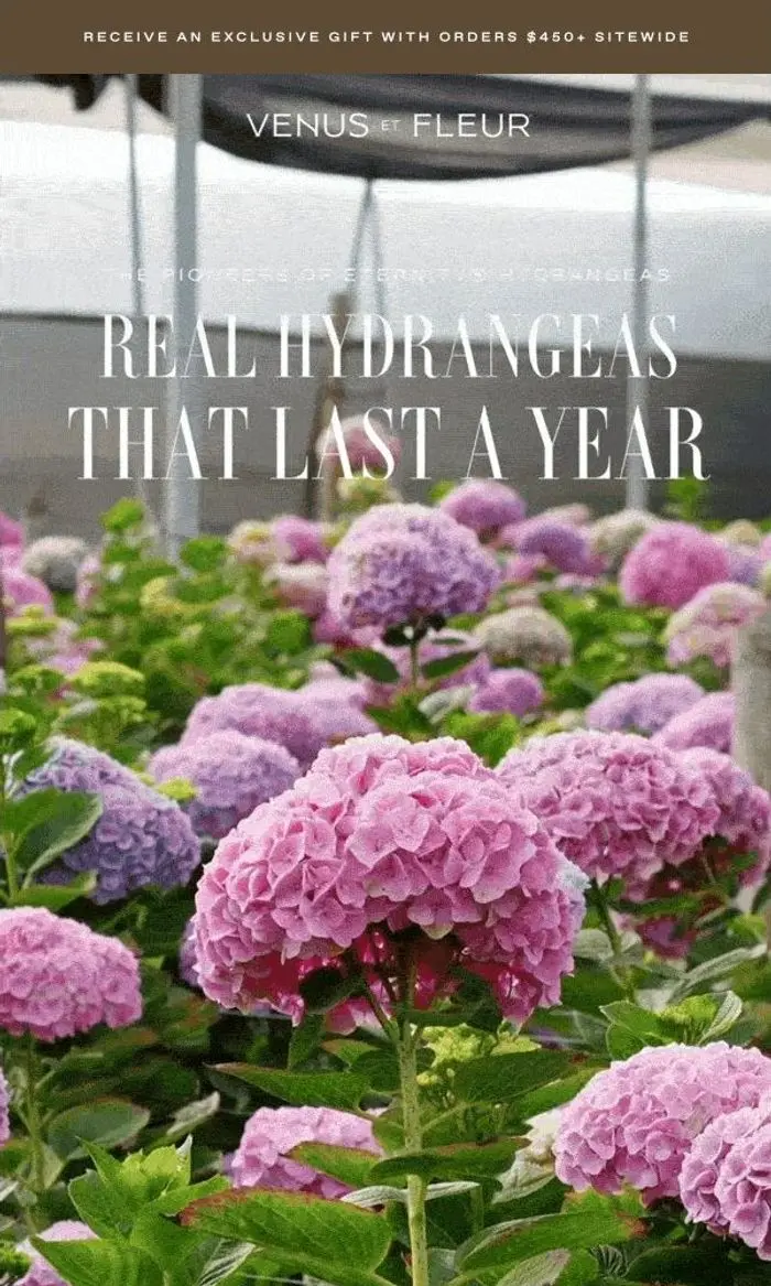 Venus et Fleur: Real Hydrangeas That Last A Year™