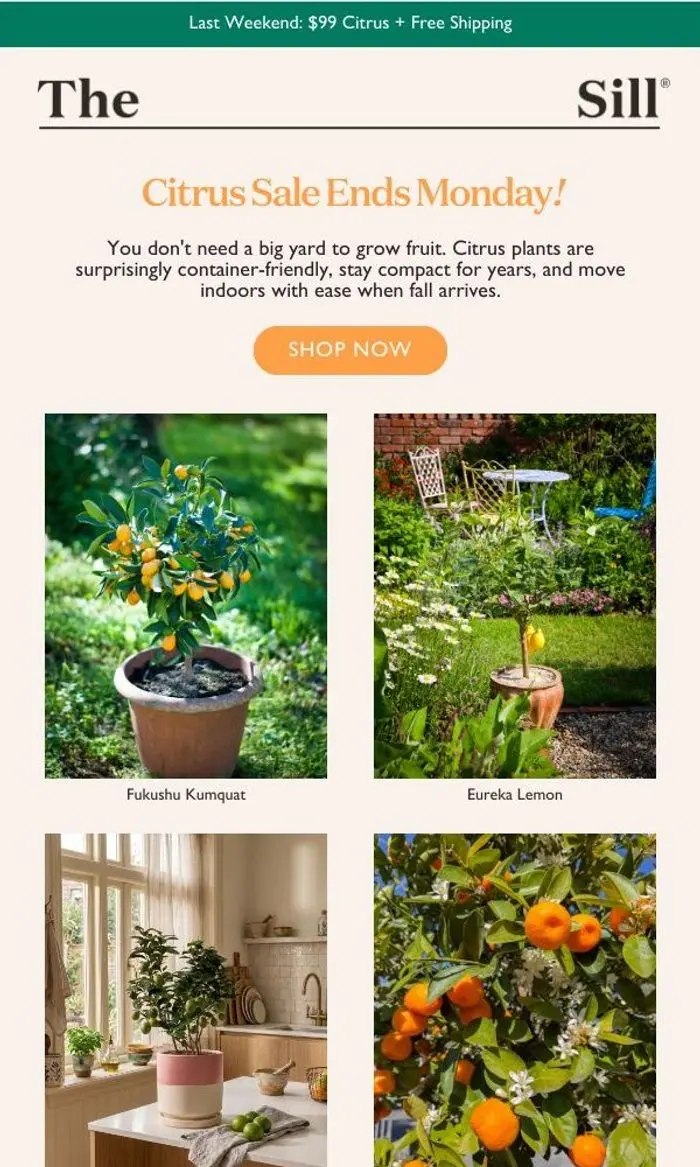 The Sill: ICYMI- the Citrus Sale ends Monday!