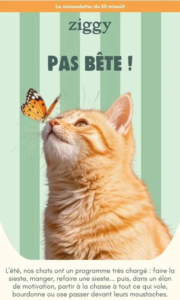 Ziggy: Ça se mange ou pas ? 😺🦋
