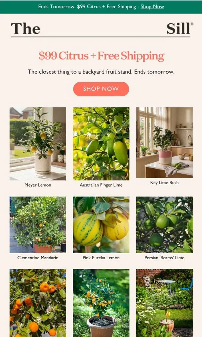 The Sill: Final hours to become the neighbor with a lemon tree.