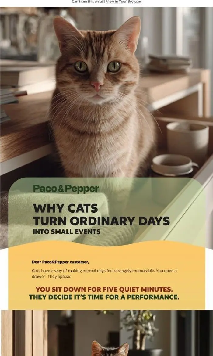 Paco & Pepper: Discover the Magic in Your Cat's Daily Routine!