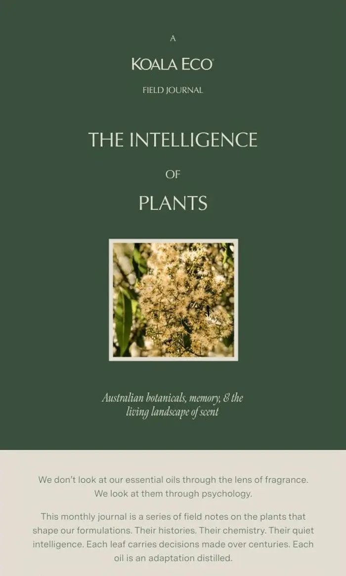 Koala Eco: The Intelligence of Plants - Lemon Myrtle